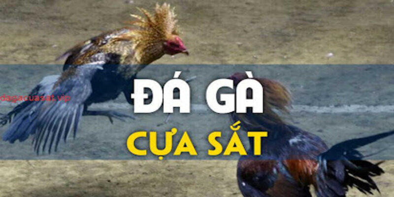 Đá gà cựa sắt hấp dẫn