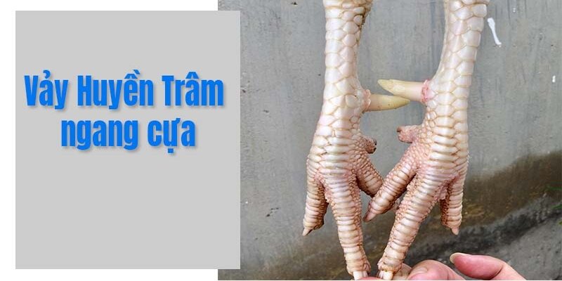 Đặc điểm cũng như vị trí xuất hiện vảy gà huyền trâm ngang cựa