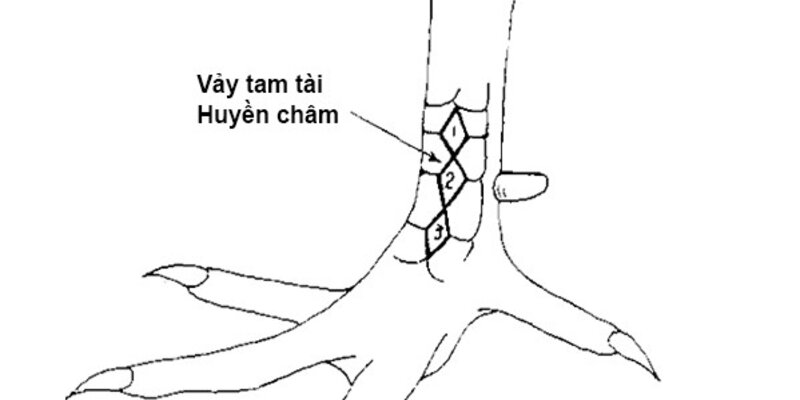 Dấu hiệu nhận biết vảy gà huyền trâm tam huyền trâm