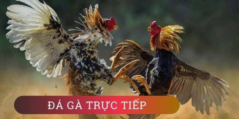 Điểm qua đa dạng các hình thức đá gà SV388