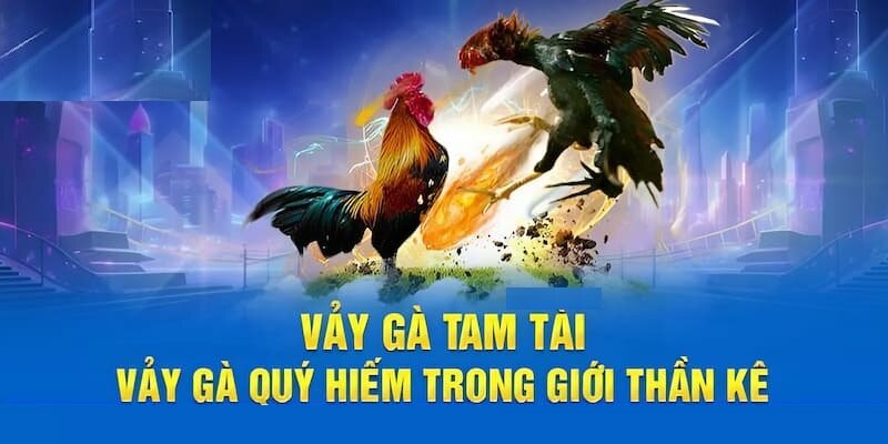 Môi trường nuôi gà có vảy gà tam tài quý hiếm