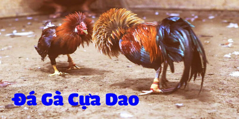 Một số lưu ý quan trọng khi tham gia đá gà cựa dao