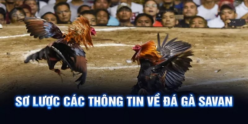 Giới thiệu thông tin về đá gà Savan