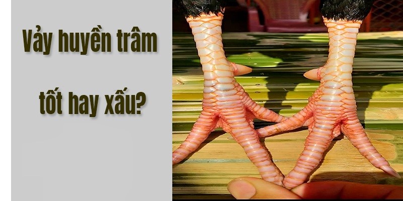 Vảy gà huyền trâm là tốt hay xấu với một chiến kê