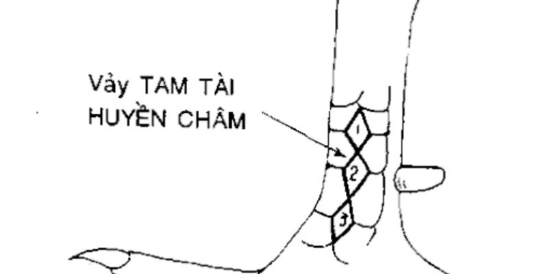 Vảy gà tam tài huyền trâm xứng danh thần kê